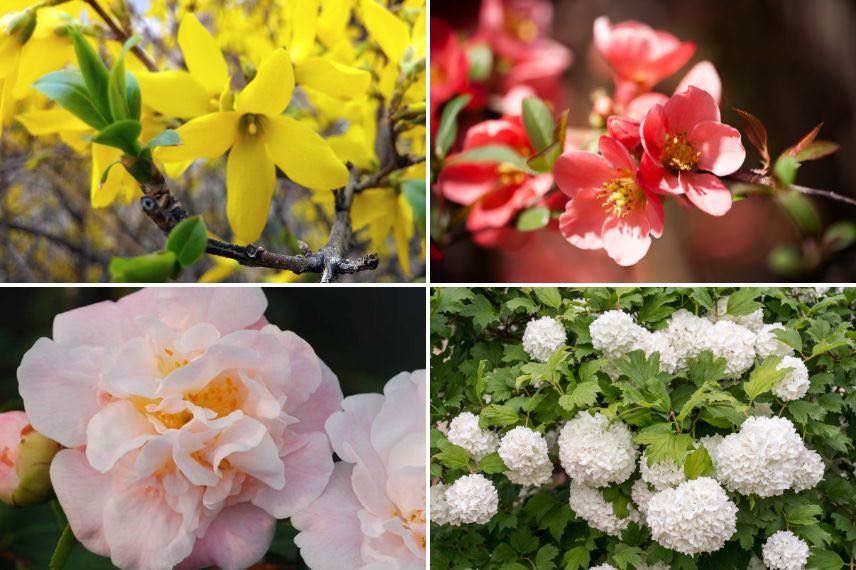 arbustes à floraison printanière précoce