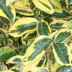 Mon Eleagnus (chalef) perd ses feuilles