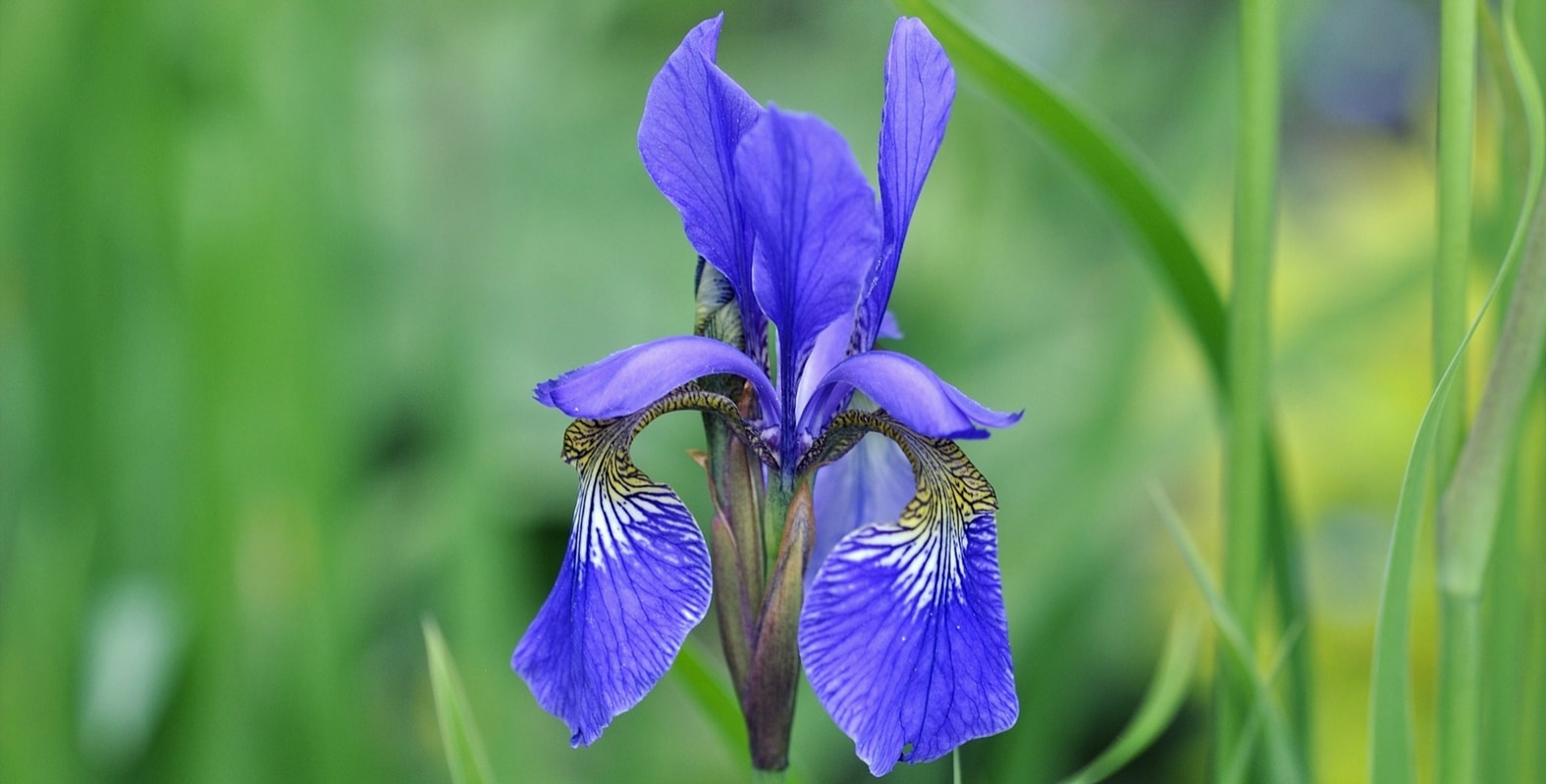Soigner et entretenir les iris