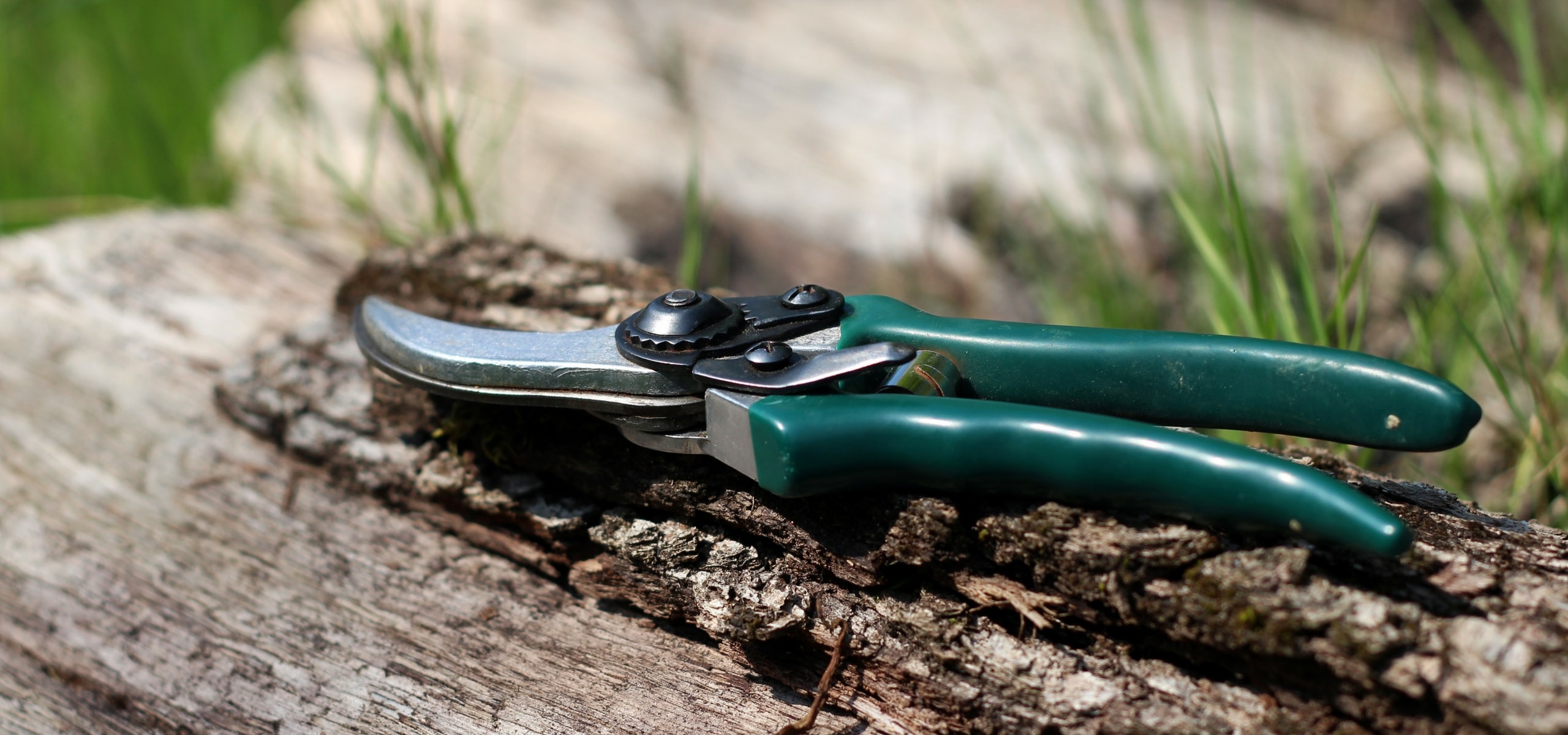 Comment tailler les arbustes sans les blesser ?