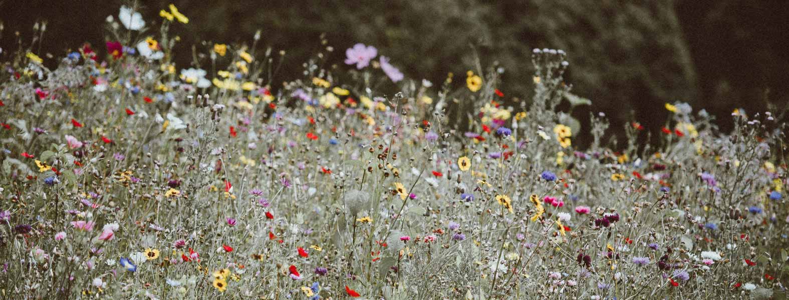 réussir le semis de fleurs annuelles