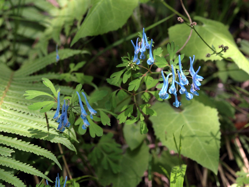 Expédition botanique en Chine (Sichuan), à la recherche de nouvelles variétés – Partie 5