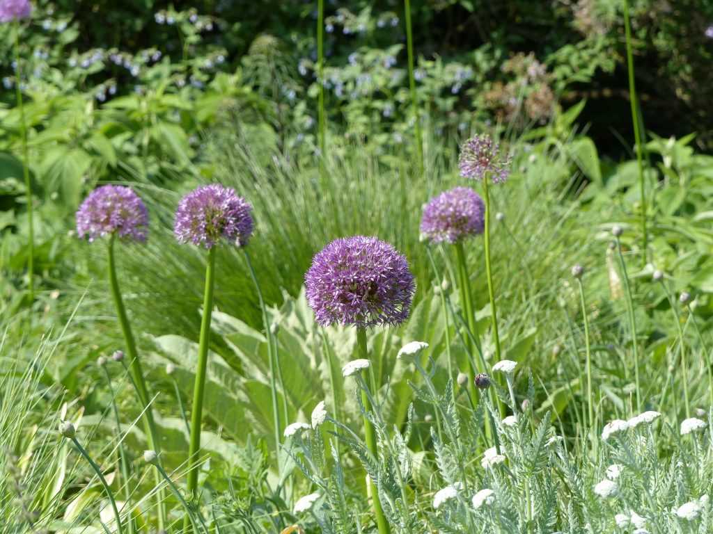 Allium macleanii, un géant à la conquête des massifs de steppe