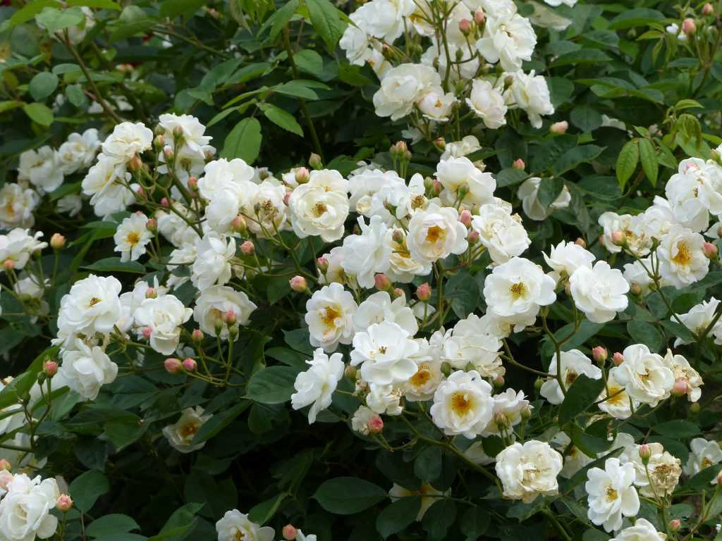 'Trier' est l'ancêtre de tous les rosiers moschata, un groupe d'hybrides pleins de charme, solides, bien remontants et délicatement parfumés