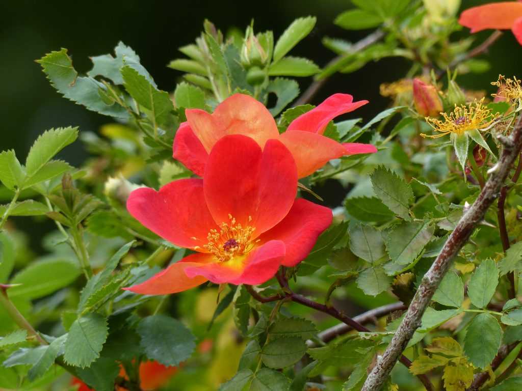 Rosa foetida var. bicolor, le rosier capucine du Moyen-Orient qui a apporté le coloris orange