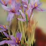 Culture du safran : parlons prix et rendement !