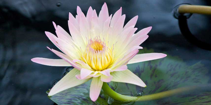 La floraison d'un nénuphar