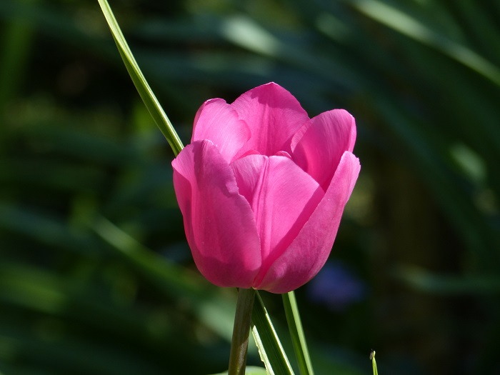 Tulipa Triomphe 'Barcelona'