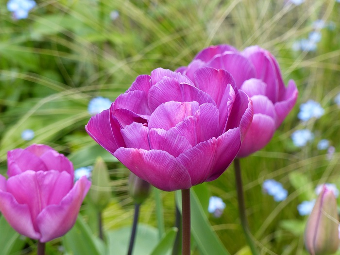 Tulipe double tardive 'Diamant Bleu' (Blue Diamond)