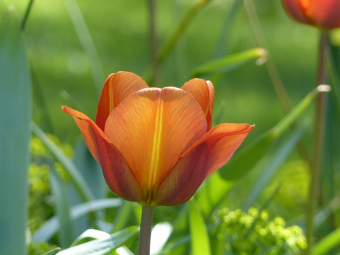 Tulipe Triomphe 'Cairo'
