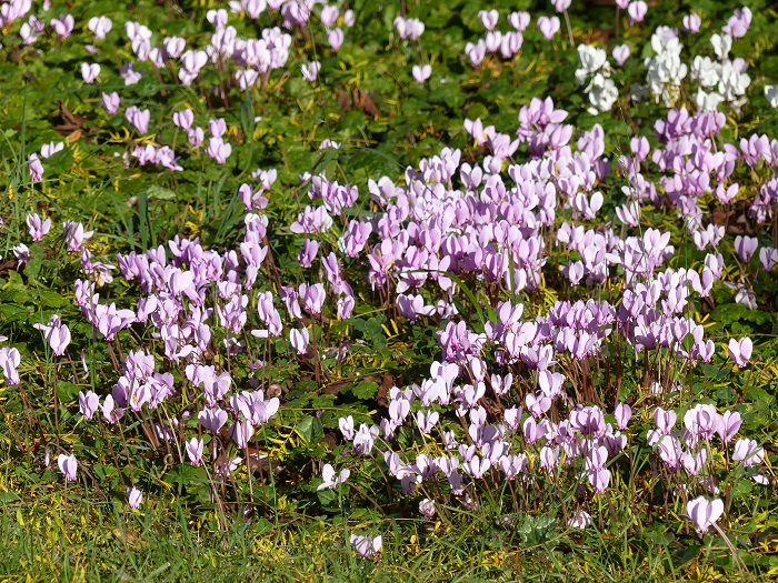 Le cyclamen de Naples, des tapis de fleurs en automne