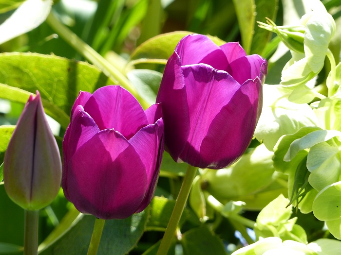 Tulipe Triomphe 'Negrita'