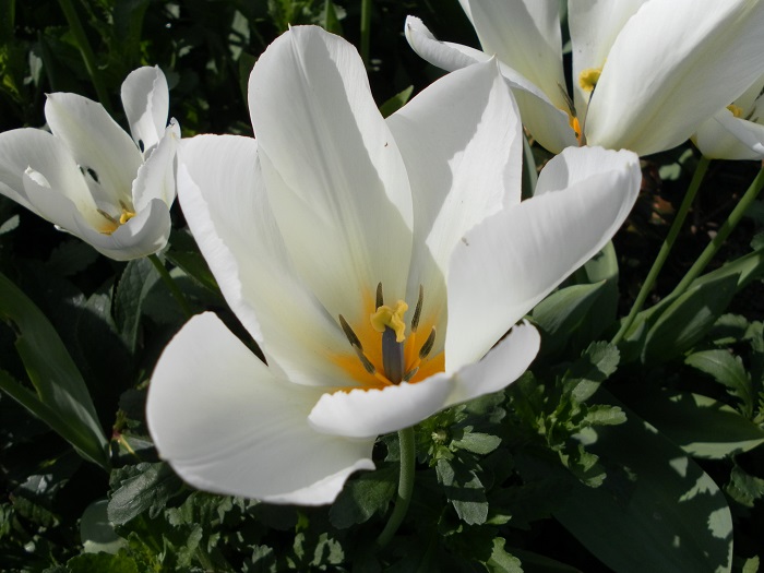 Tulipe fosteriana 'Purissima'