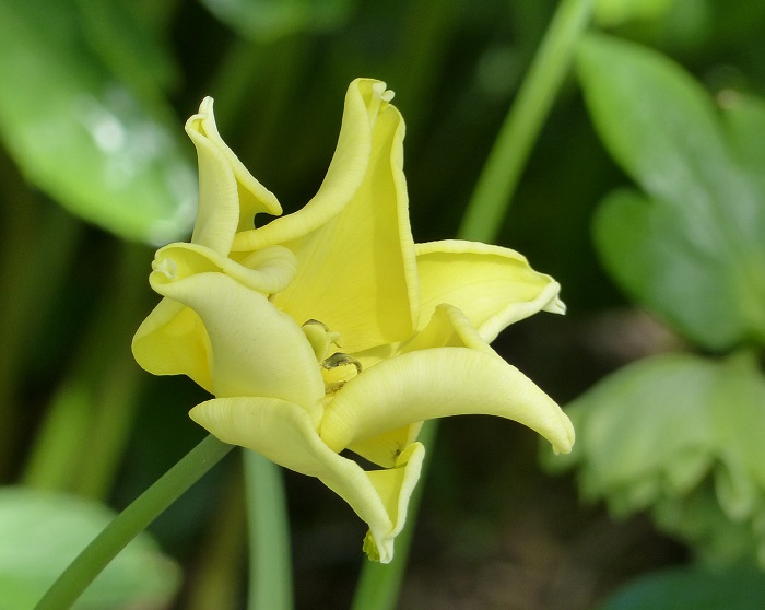 Tulipa 'Yellow Crown'