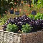 Potager : 5 bonnes raisons de se lancer cette année