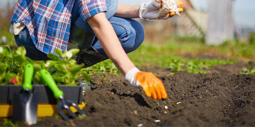 Semer les légumes au potager