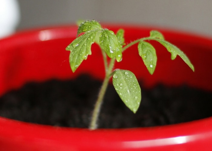 Tomate en minimotte repiquée en pot