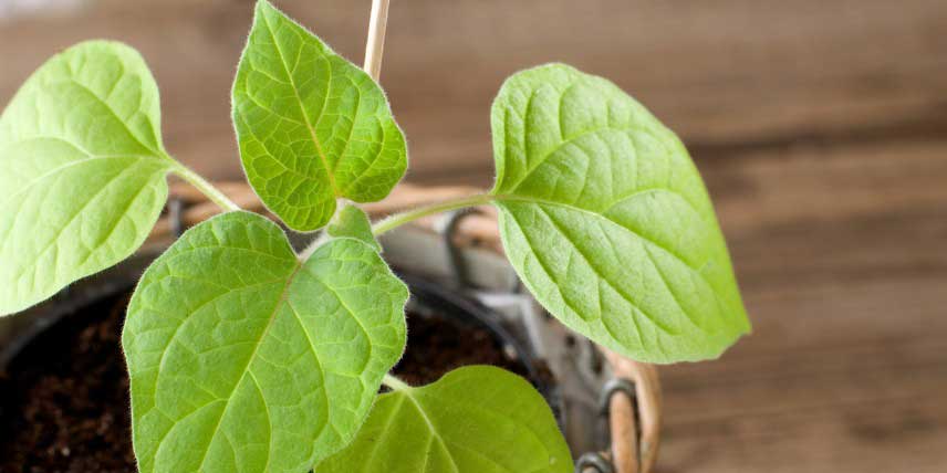 Plant de Physalis en pot, prêt à être planté en pleine terre