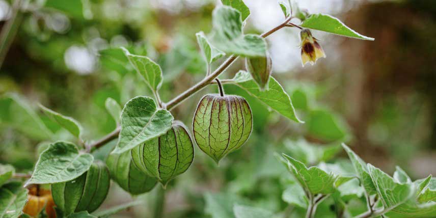 Fleurs et fruits du Physalis