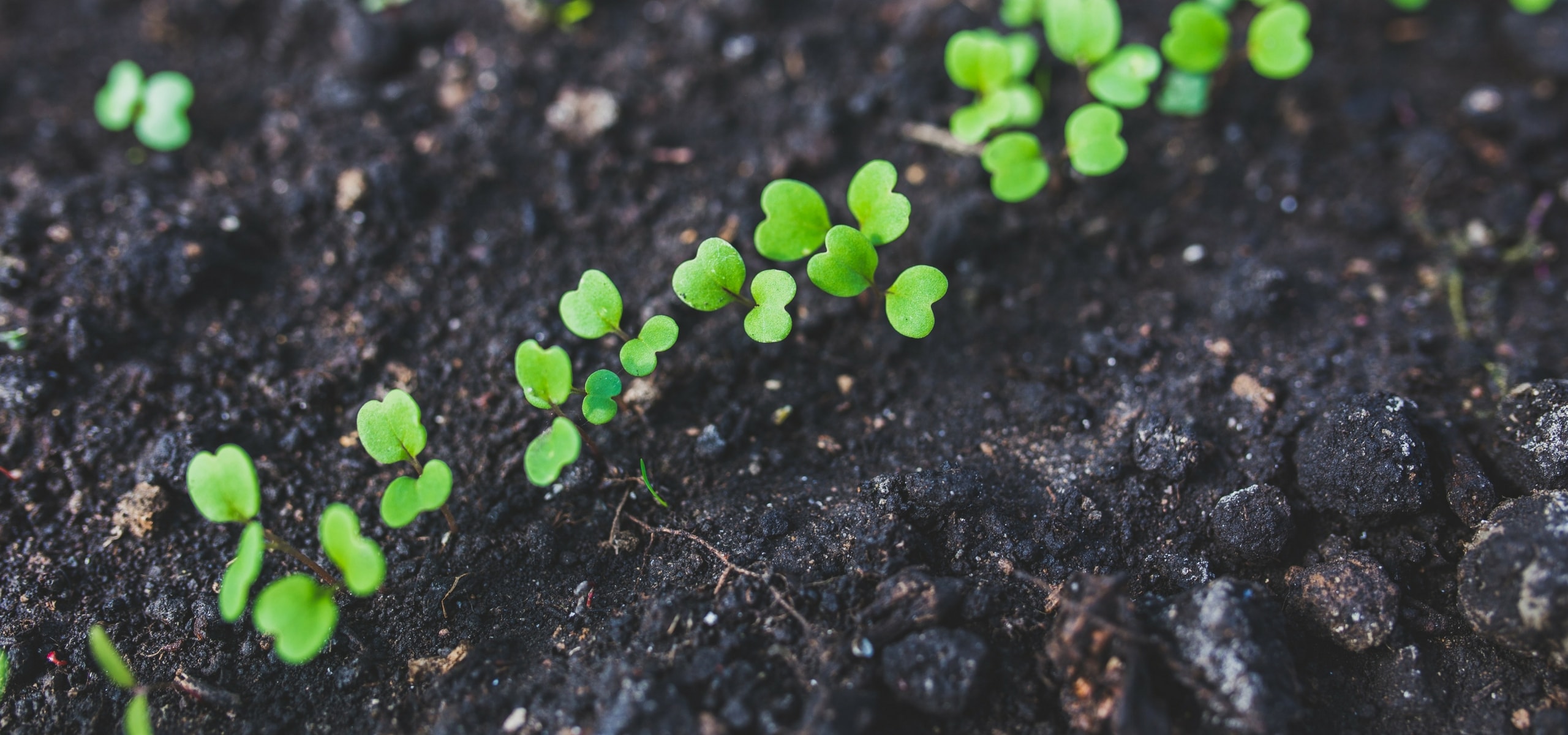 L'éclaircissage des semis