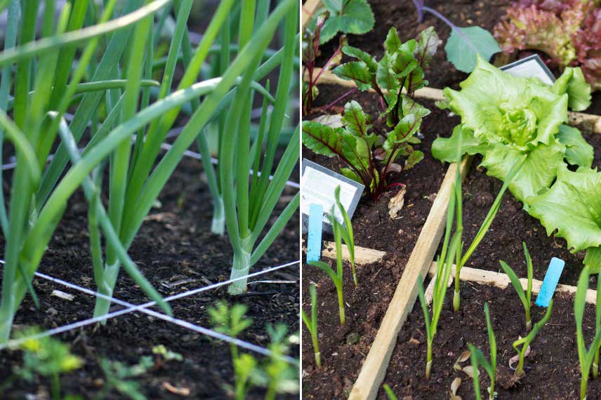 Separer l'espace dans un potager en carres