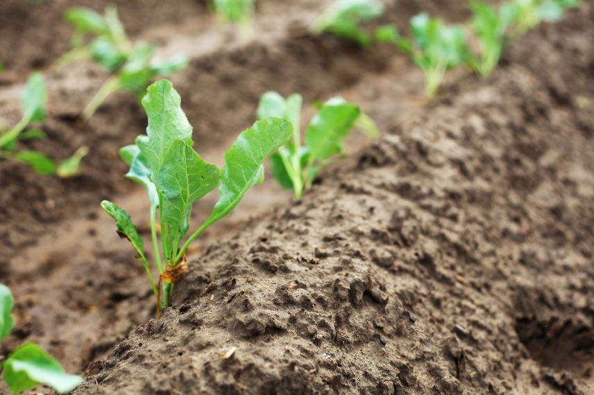cultiver chou-fleur et chou brocoli