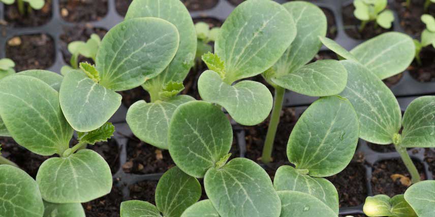 Semer les courgettes