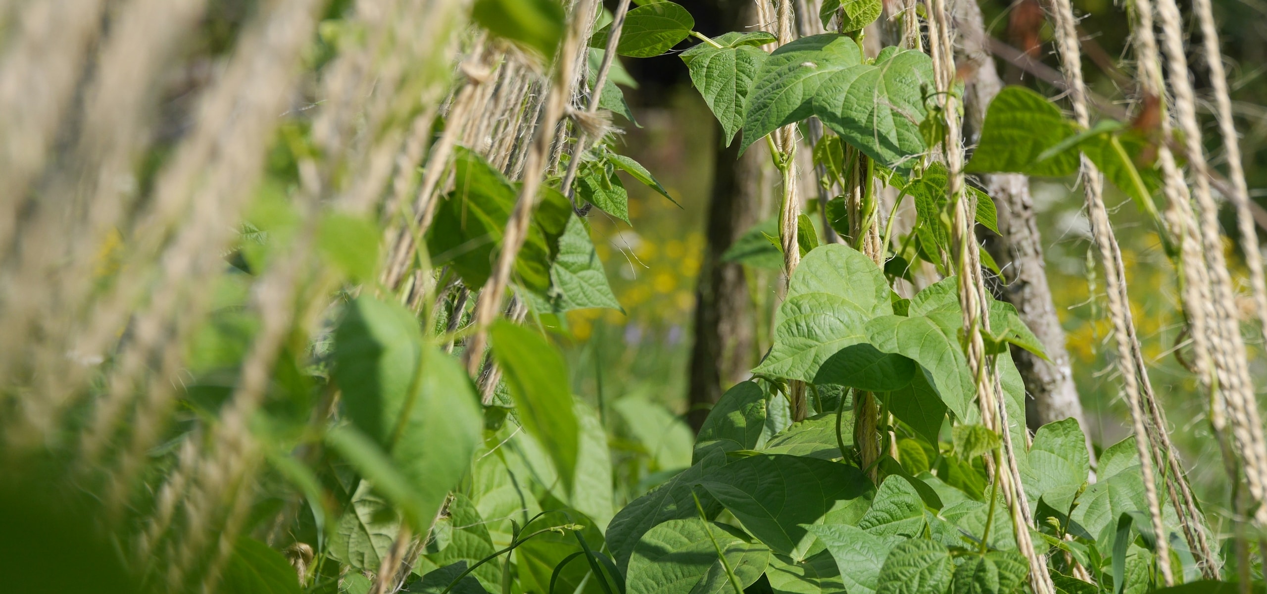 Tuteurer les variétés de légumes à rames