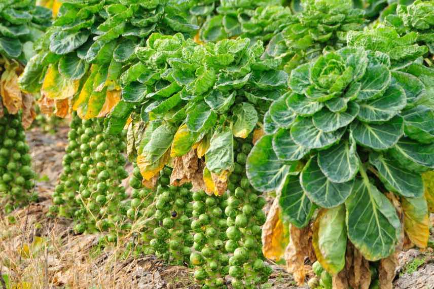 cultiver choux de Bruxelles