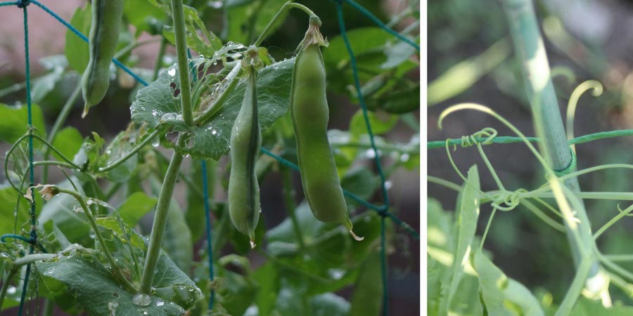 La culture des petits pois