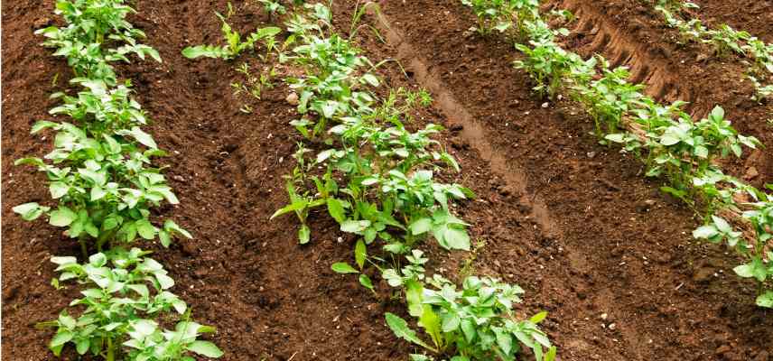 culture sur buttee pommes de terres