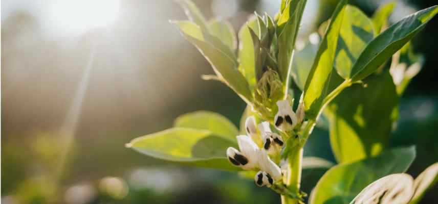 rotation des cultures