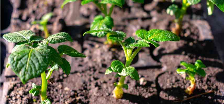 quand planter pommes de terre