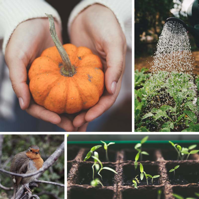 Commencer un potager : les bonnes raisons
