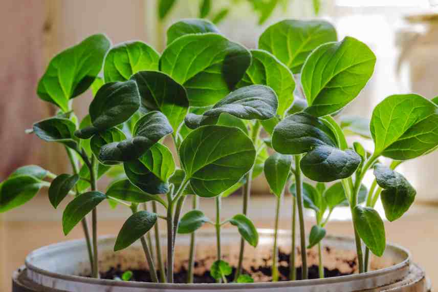 semis des aubergines reussir