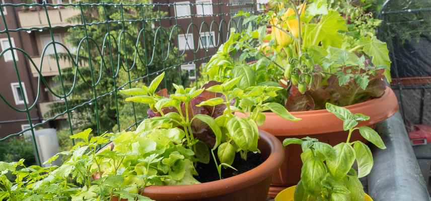 orientation soleil potager sur balcon