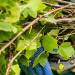 Taille des cassissiers : quand et comment bien la réussir