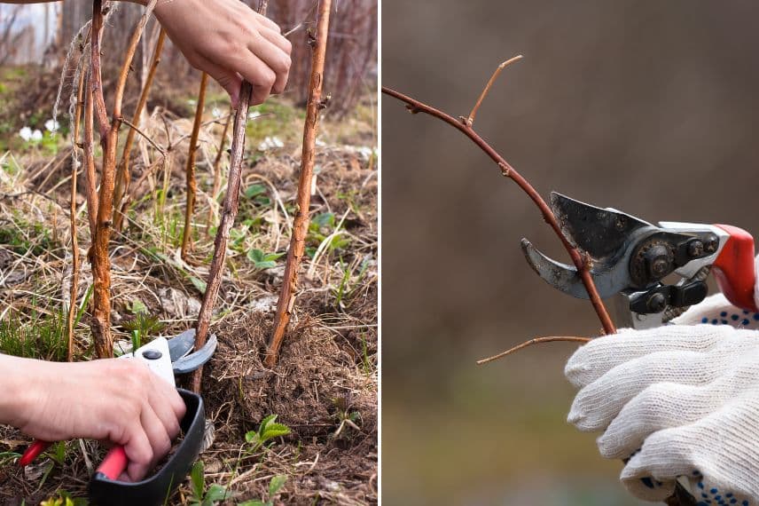 la taille au sécateur d'un framboisier remontant