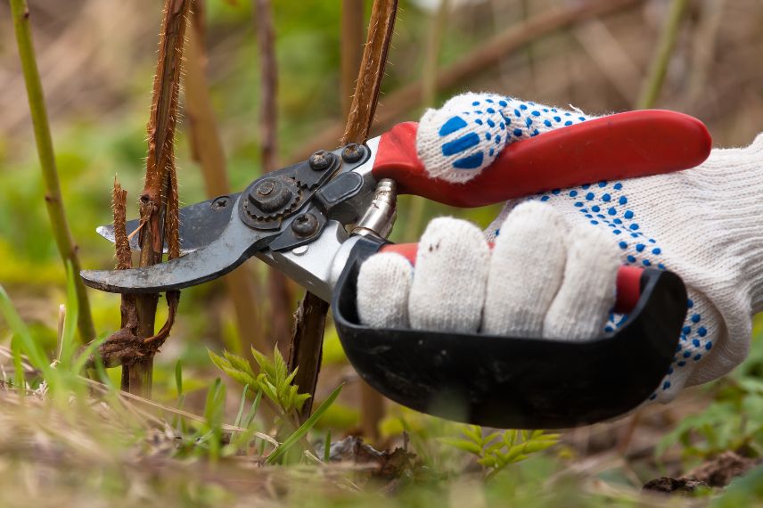 la taille au sécateur d'un framboisier