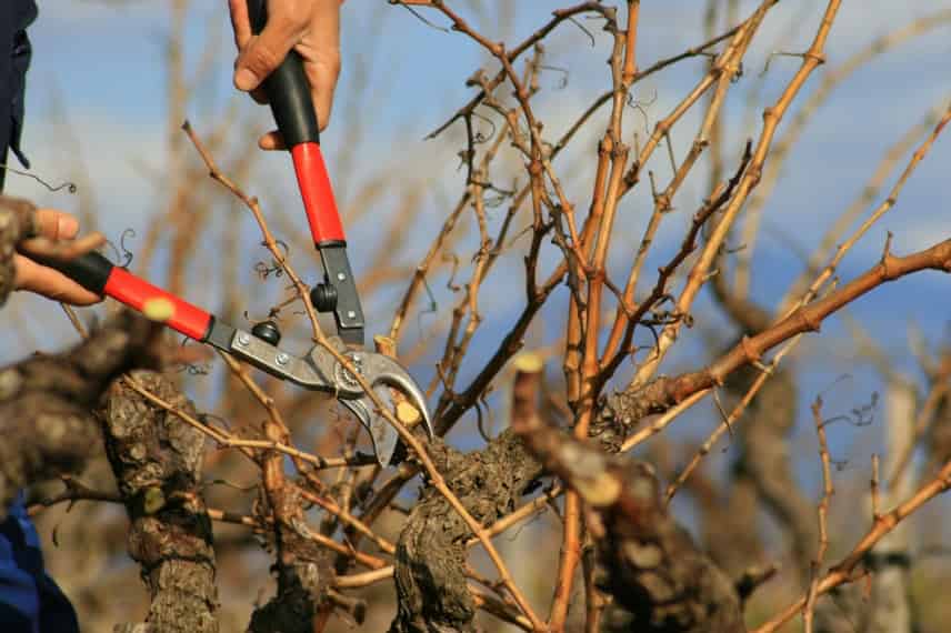 comment tailler la vigne