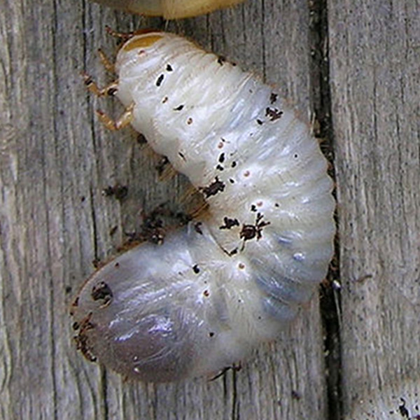 Cétoine dorée, un joli coléoptère