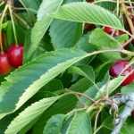 Comment protéger ses arbres fruitiers des oiseaux ?