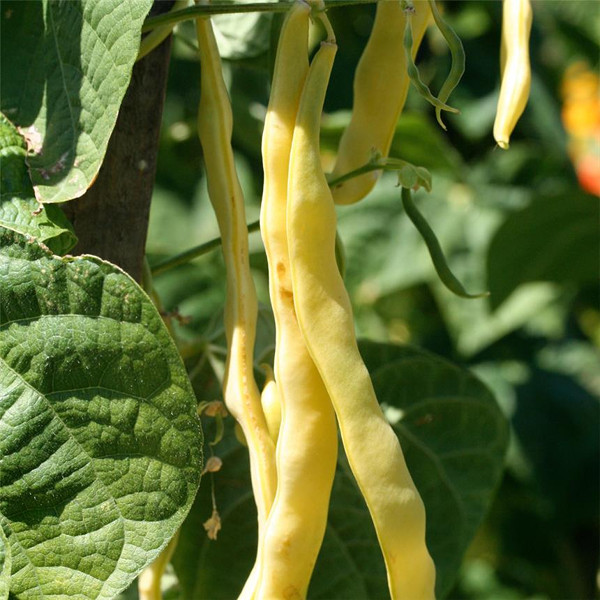 Le haricot beurre, un légume d'été