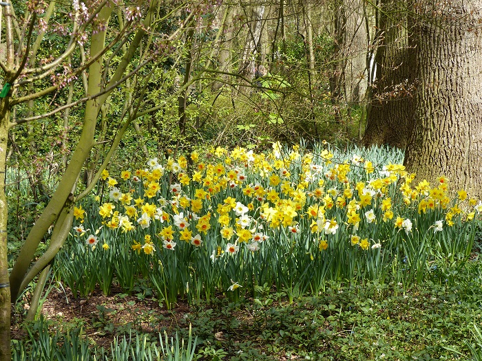 Narcisses en mélange