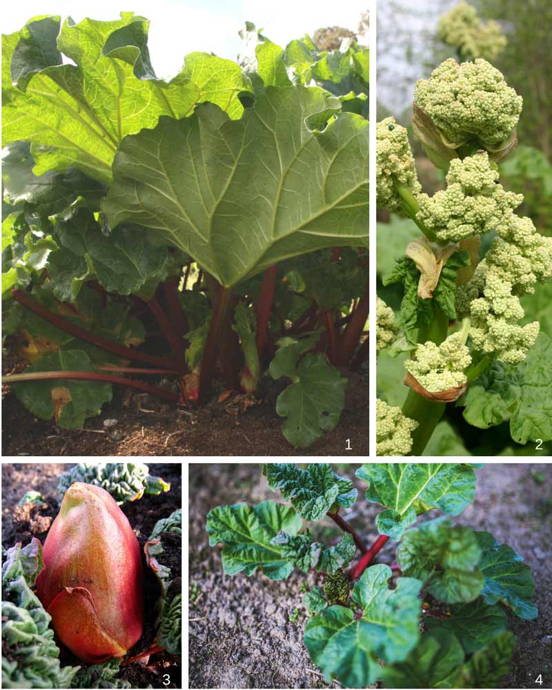 Réussir la rhubarbe au jardin