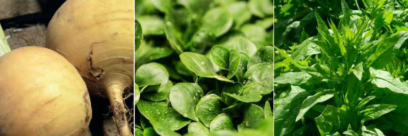 légumes à semer en fin d'été