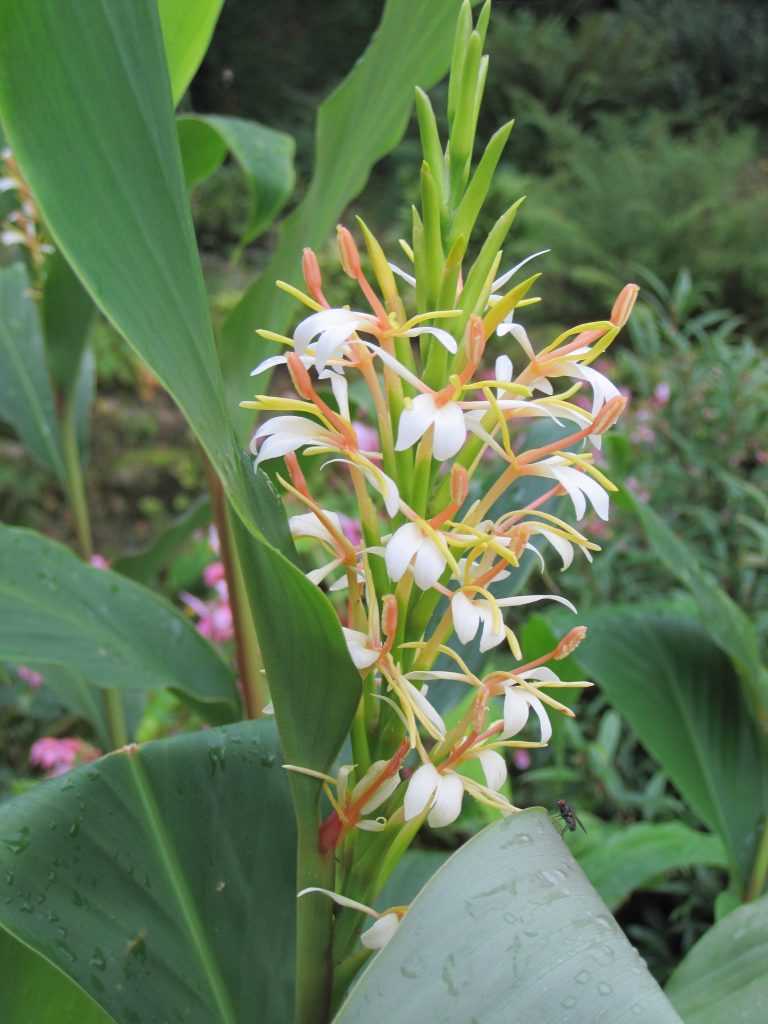 Hedychium spicatum