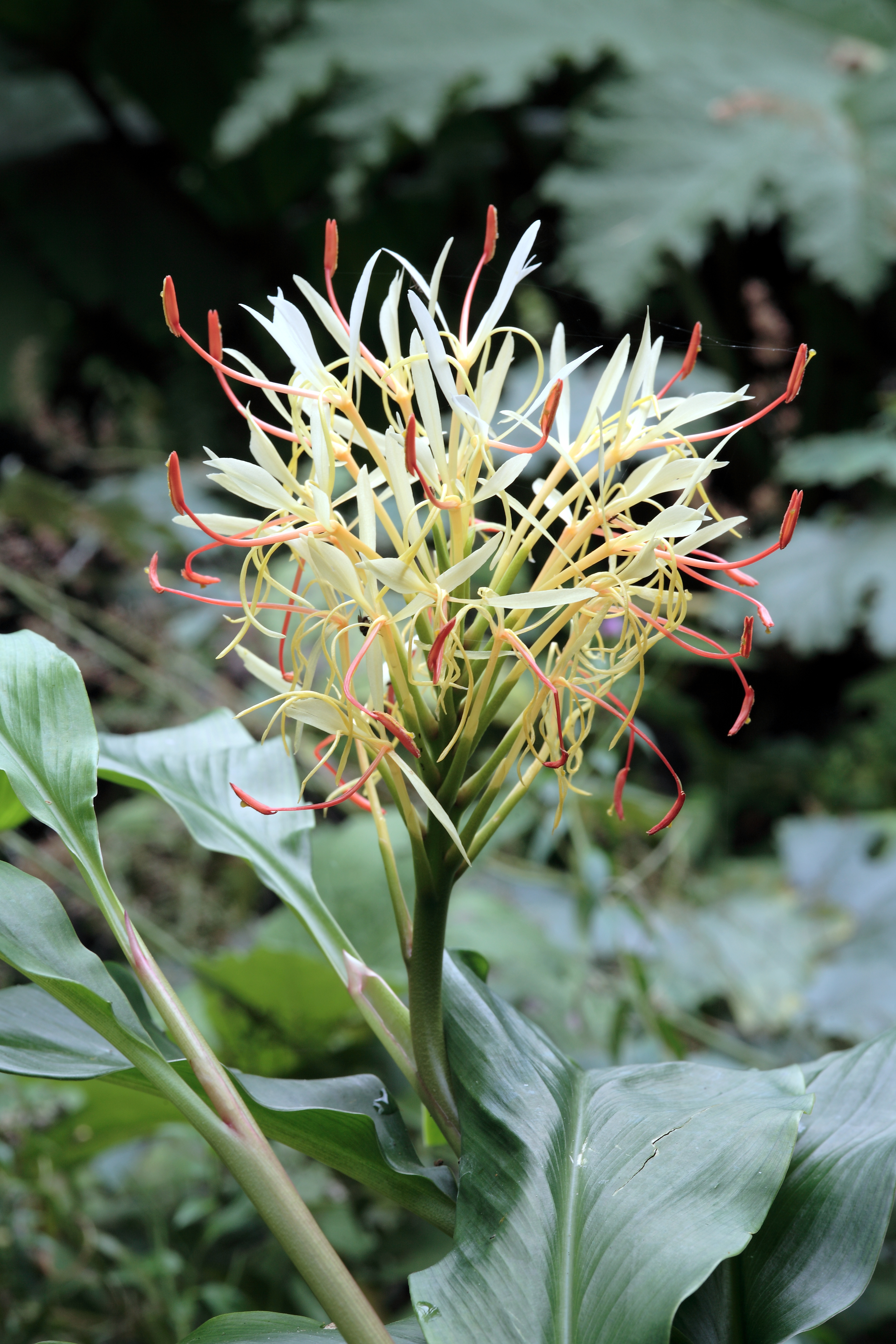 L'Hedychium, une exotique pour nos climats