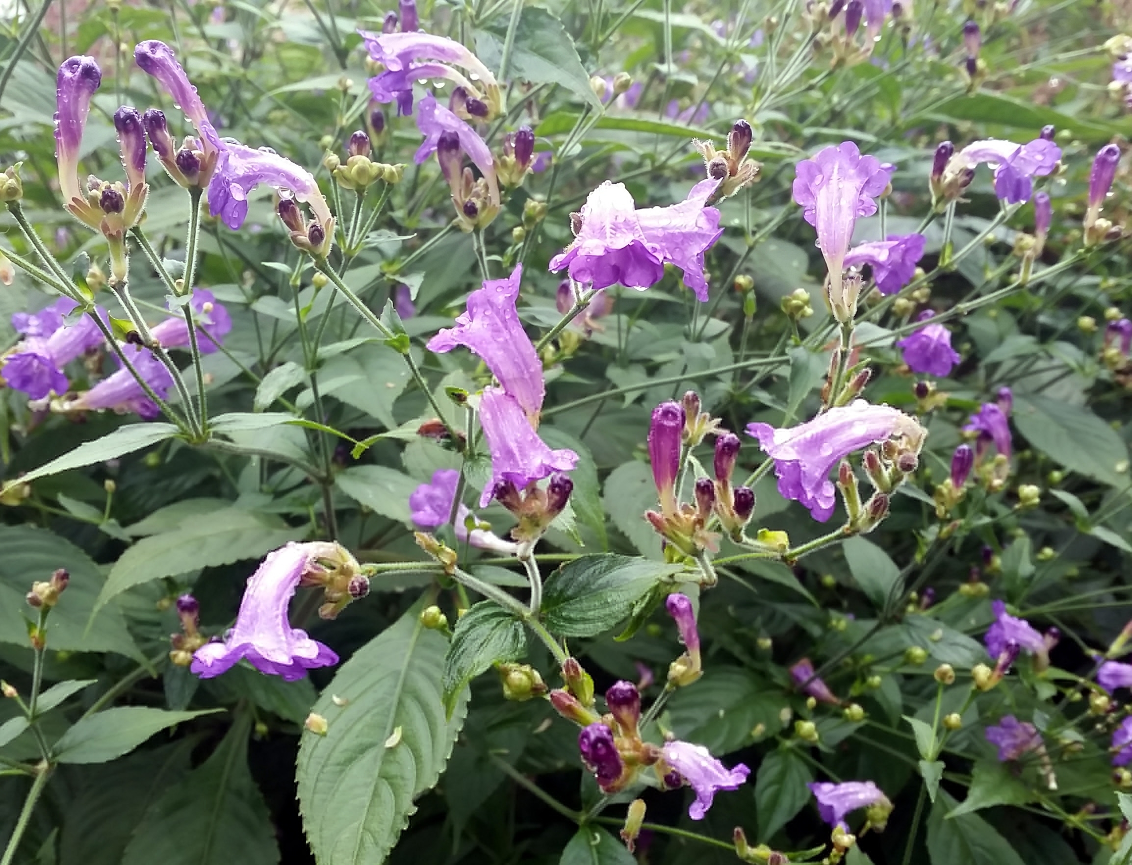 Strobilanthes, ma vivace coup de cœur