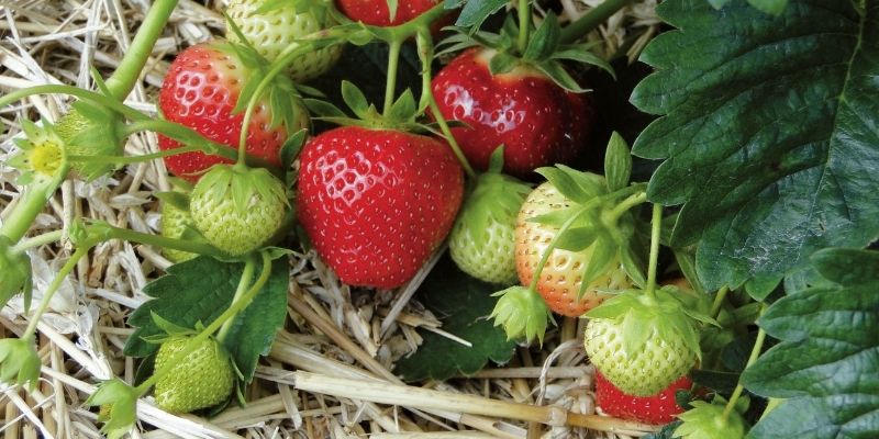 Réussir la plantation des fraisiers au jardin